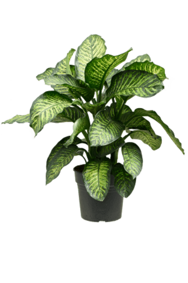 Dieffenbachia Maroba