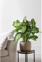 Dieffenbachia Maroba