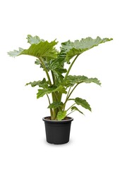 Alocasia Portadora L