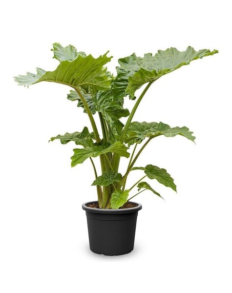 Alocasia