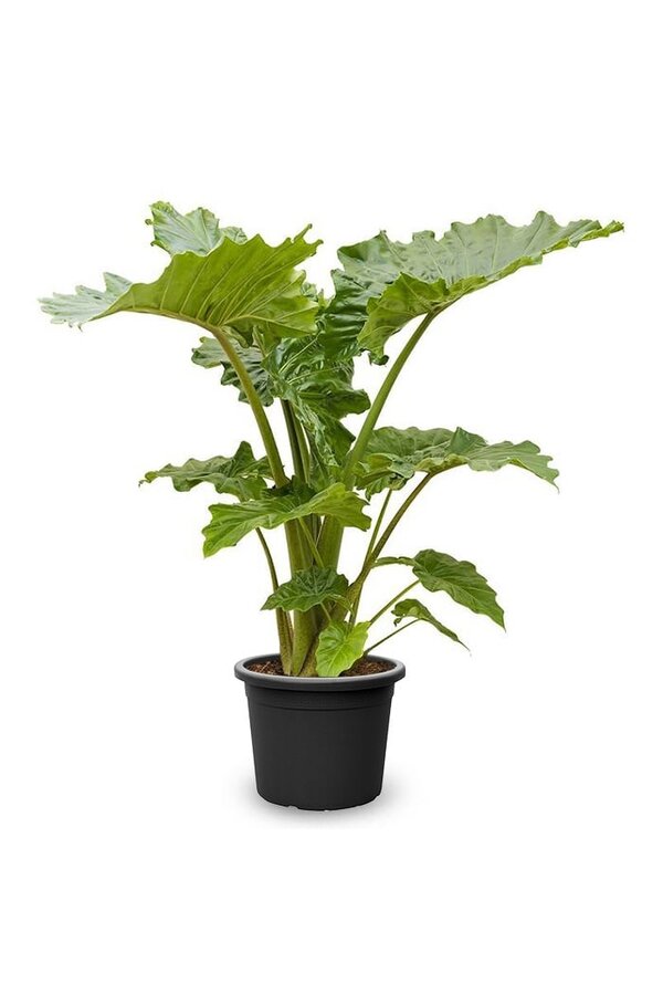 Alocasia Portadora L