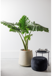 Alocasia Portadora L