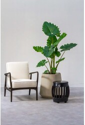 Alocasia Portadora L