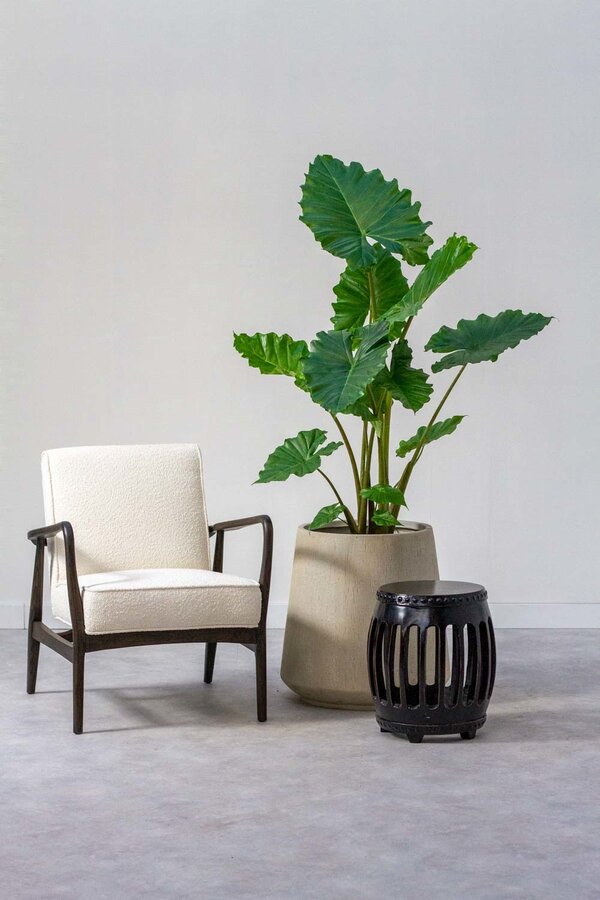 Alocasia Portadora L