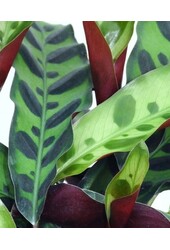 Calathea Insignis