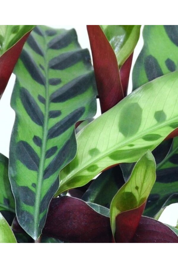 Calathea Insignis