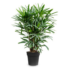Rhapis