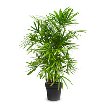 Rhapis