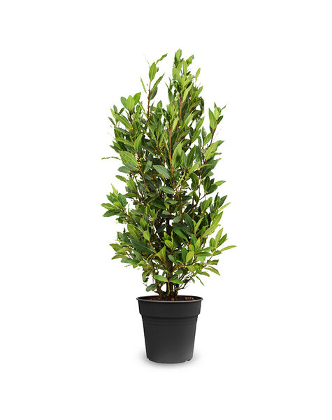 Laurus Nobilis