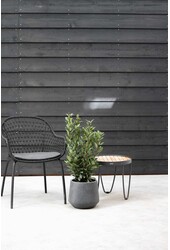 Laurus Nobilis Krzew M