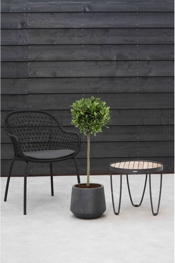 Laurus Nobilis Pień L