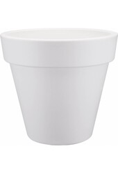 Alocasia Portadora w Pure Round