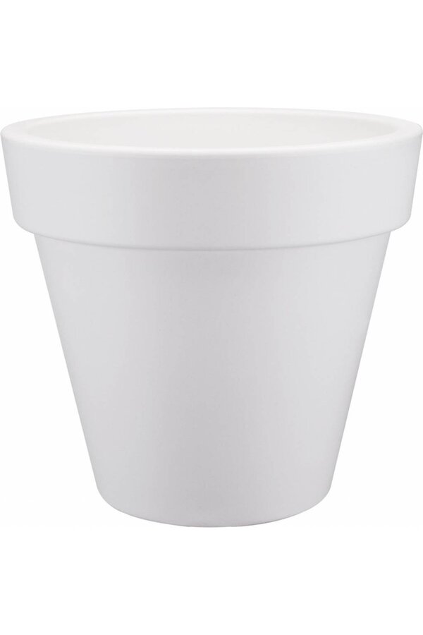 Alocasia Portadora w Pure Round