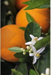 Śródziemnomorskie nawozy do roślin