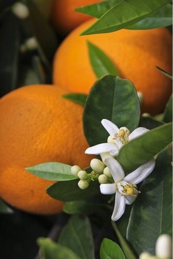 Śródziemnomorski nawóz do roślin