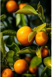 Śródziemnomorskie nawozy do roślin