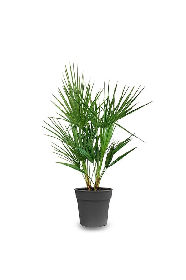 Chamaerops Humilis XS