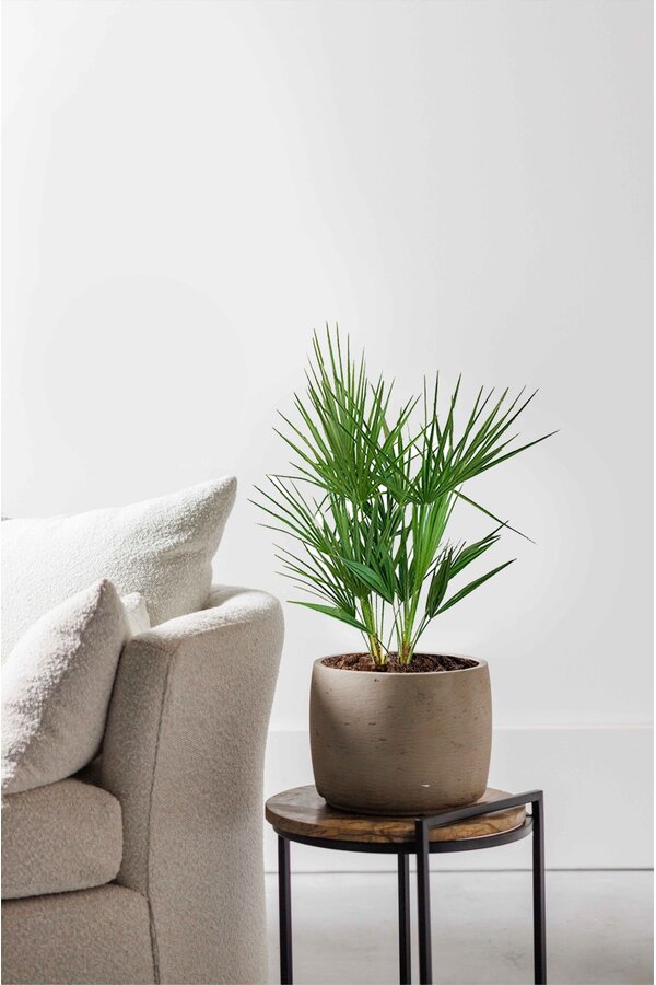 Chamaerops Humilis XS