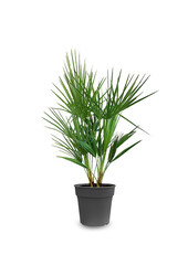 Chamaerops Humilis S