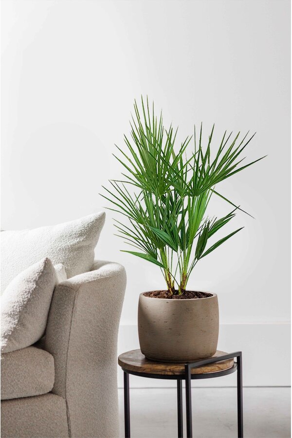 Chamaerops Humilis S