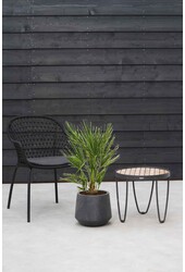 Chamaerops Humilis M