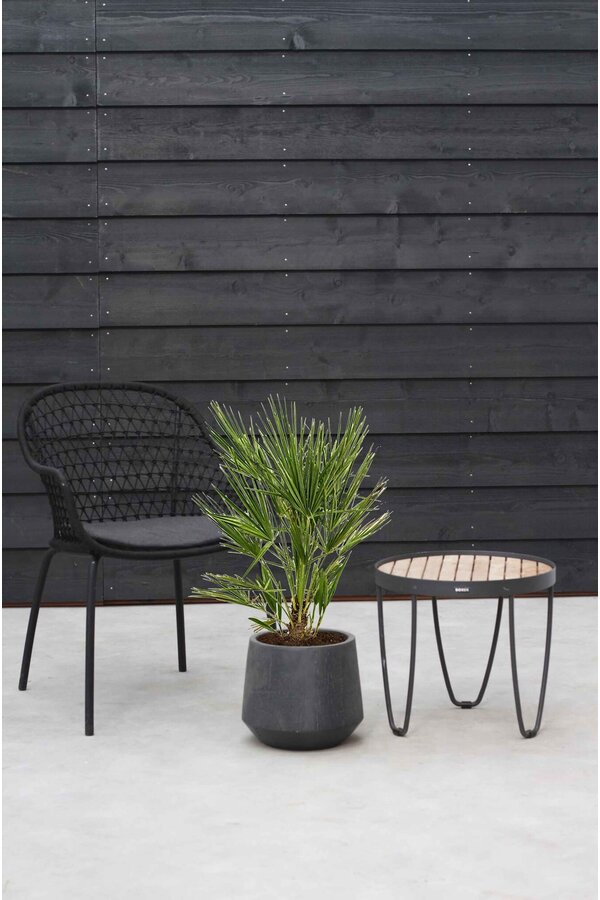 Chamaerops Humilis M