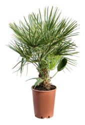 Chamaerops Humilis L