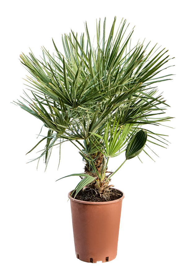 Chamaerops Humilis L