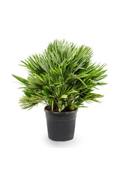 Chamaerops Vulcano M