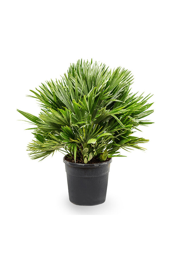 Chamaerops Vulcano M