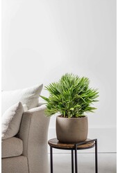 Chamaerops Vulcano M