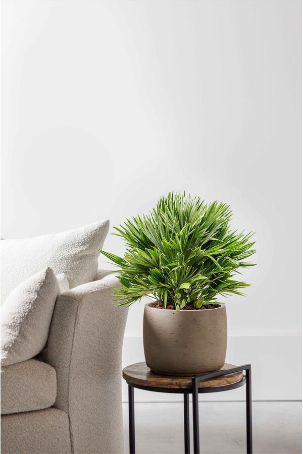 Chamaerops Vulcano M