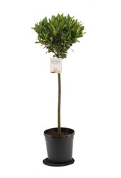 Laurus Nobilis Pień M