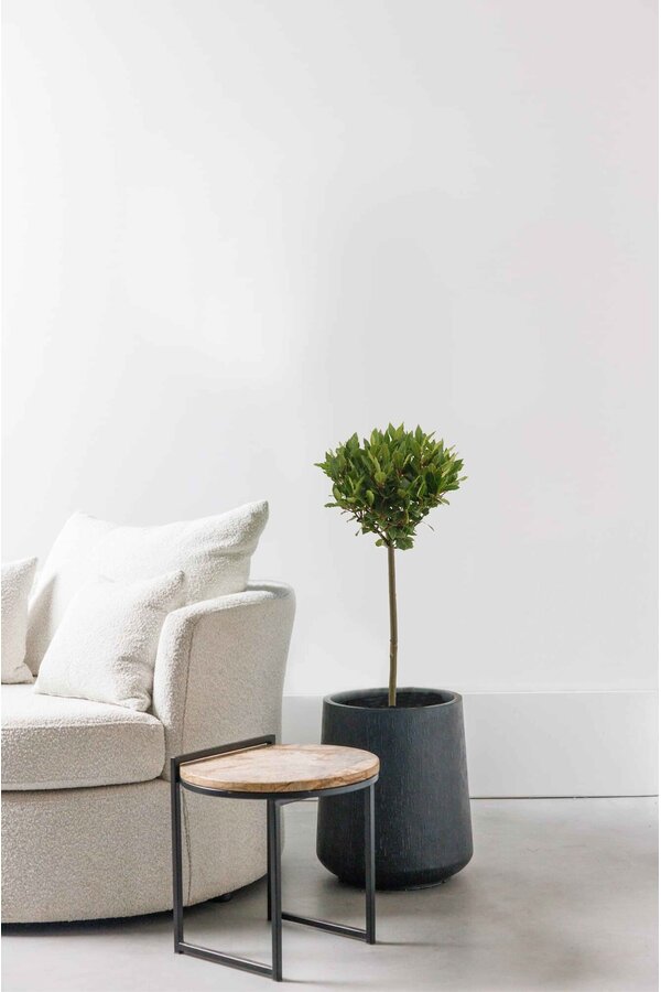 Laurus Nobilis Pień M