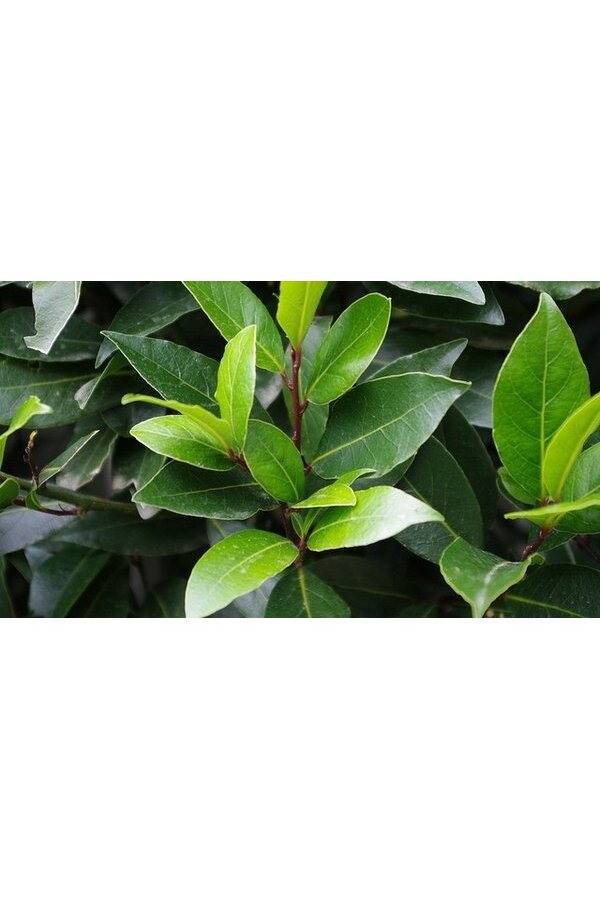 Laurus Nobilis Pień M