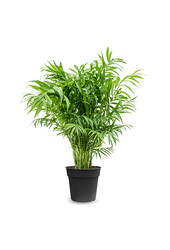 Chamaedorea Elegans L