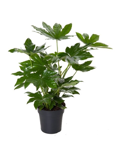 Fatsia