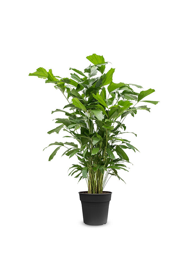 Caryota Mitis M