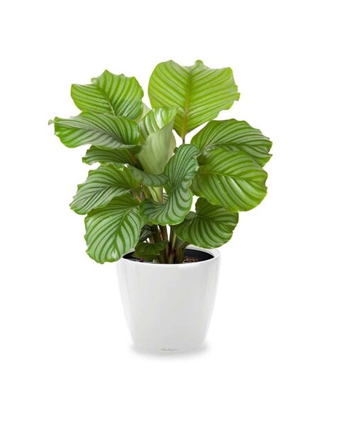 Lechuza Lechuza | Calathea