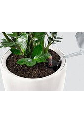 Calathea w Samonawadniającej Doniczce Classico