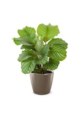 Calathea w samonawadniającym się Classico