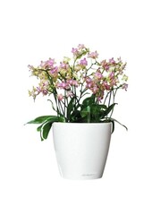 Orchidee w samonawadniającym się Classico