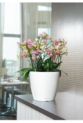 Orchidee w samonawadniającym się Classico