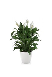 Skrzydłokwiat w Samonawadniającej Classico