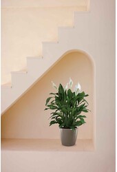 Skrzydłokwiat w Samonawadniającej Classico