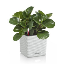 Lechuza Peperomia