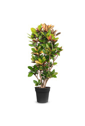 Croton Wonderstruik Iceton XXL