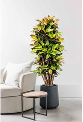 Croton Wonderstruik Iceton XXL