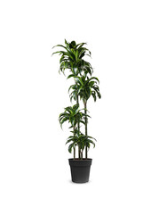Dracaena Dorado multi tribe XXL