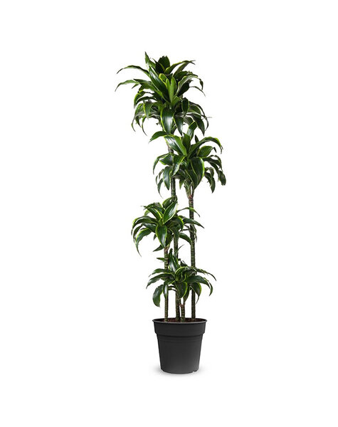 Dracaena